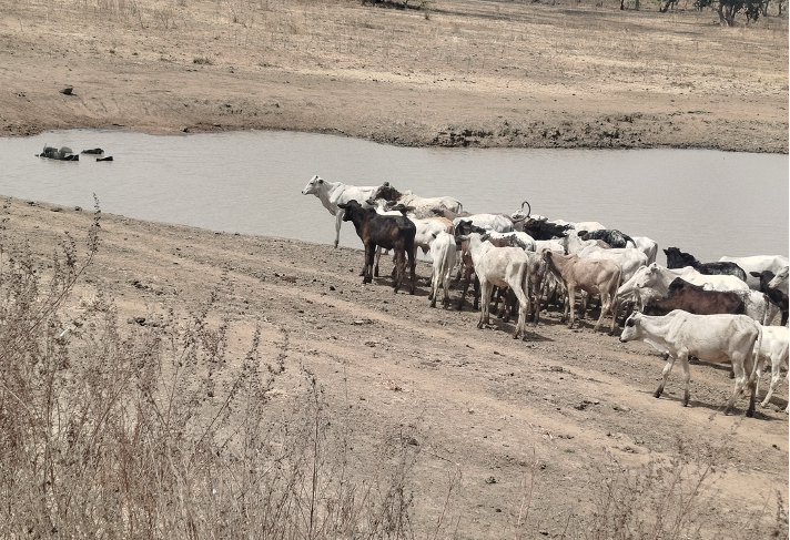 Animals at water site